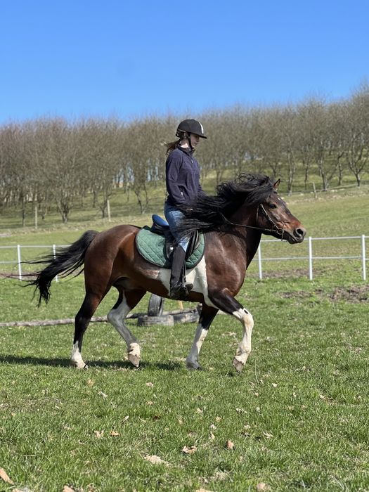 Ogier stanówka ogierem huculskim Waćpan-W