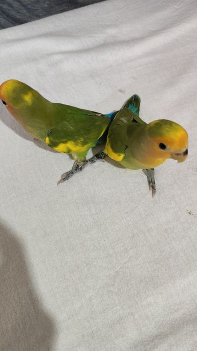 Agapornis Domesticados e Super Meigos