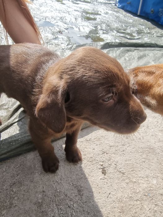 Cãezinho a precisar de um lar