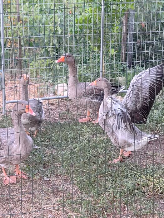 4 Gansos machos Toulouse para venda ou troca