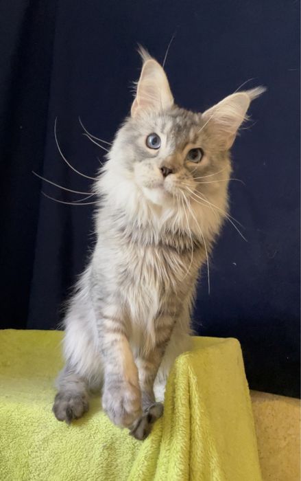 Голубоглазый мейн кун.