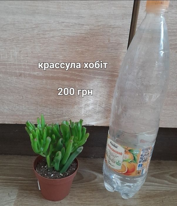 Крассула, спатифілум,  ноліна, драцена