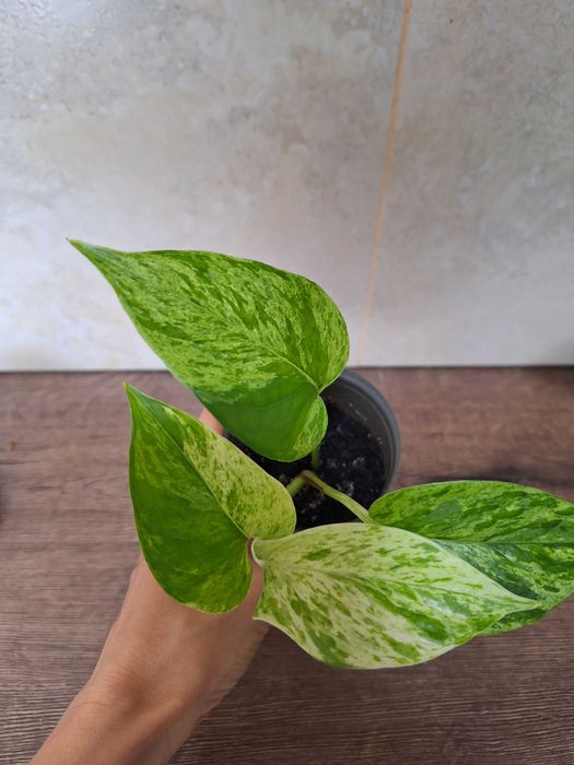 Сциндапсус глобал грін, неон, ен джой, марбл квін ( мармурова королева