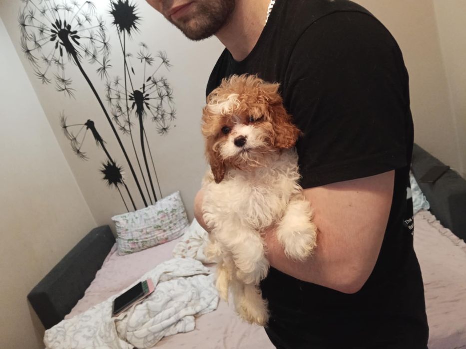 Cavapoo dziewczynka
