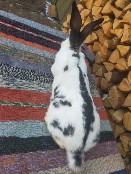 Кролики. Строкачі та Шиншила.