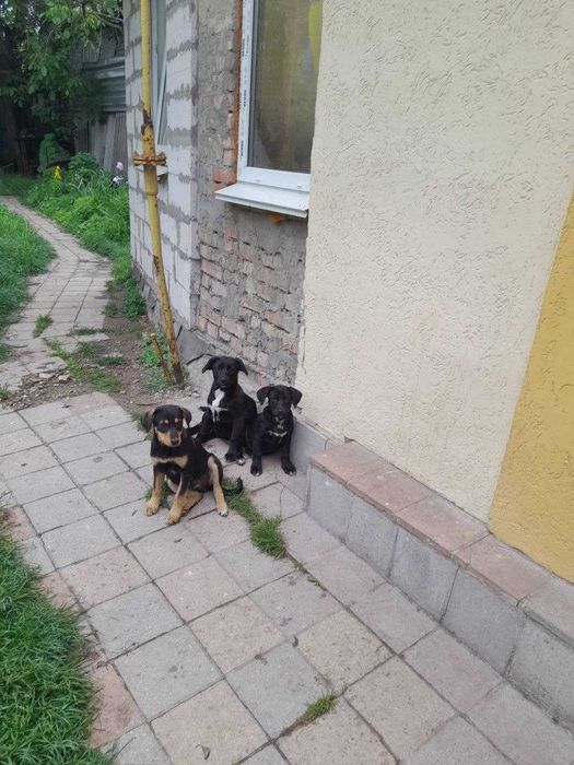 Цуценятко 3 місяців. Дівчинка. Буча.