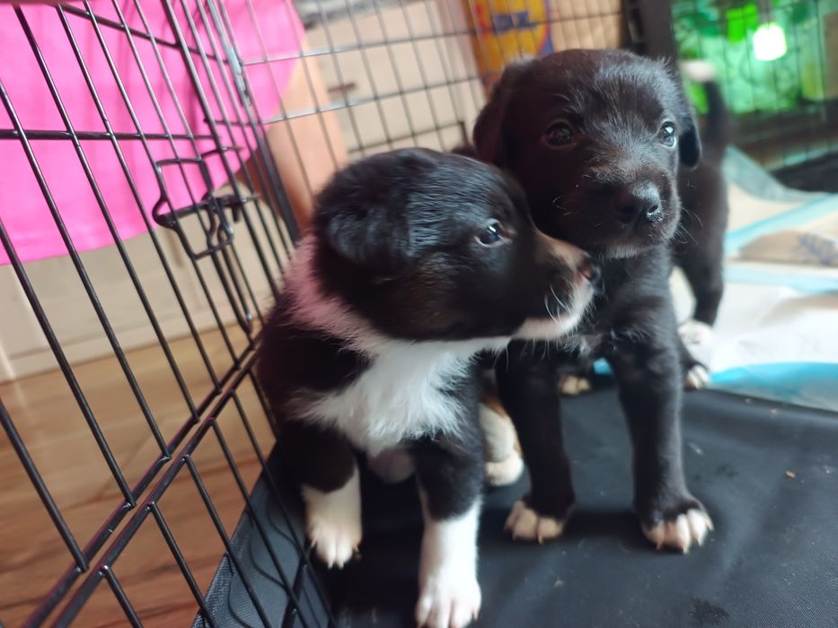 Border collie mix