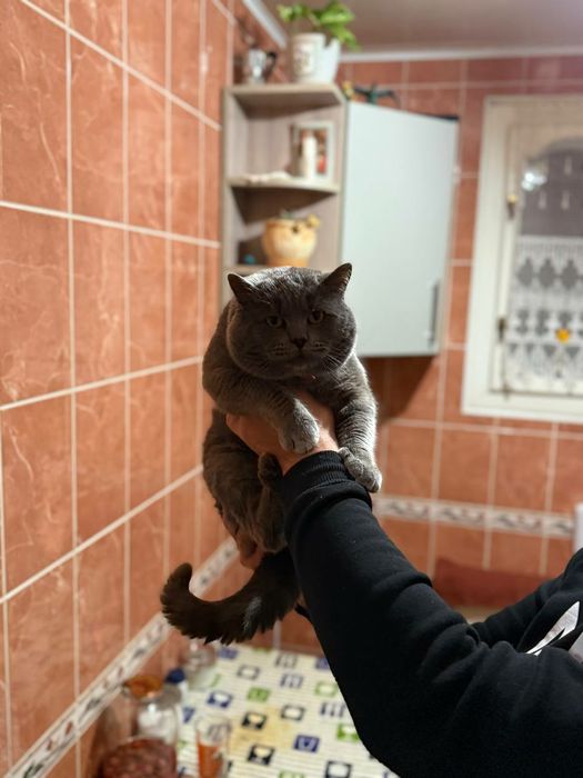 Для в'язки Шотланський Кіт Скоттіш-страйт .