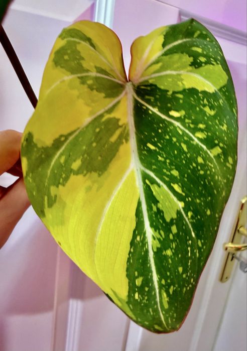Philodendron Gloriosum Tricolor