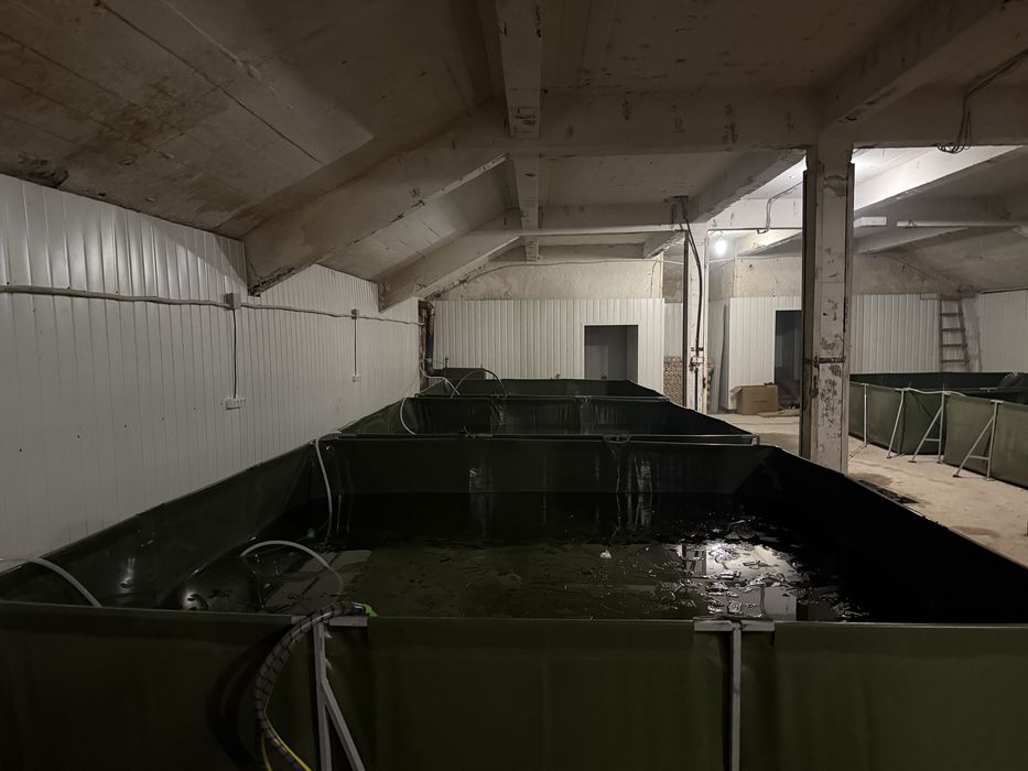 Продам готовий бізнес по розведені криветок