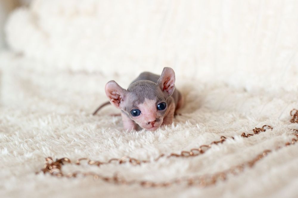 Сфинкс, канадский сфинкс, мальчик(есть девочка) 2мес, самостоятельный, проглистован