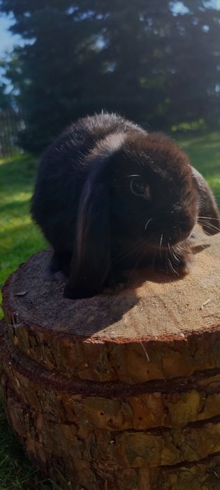 Królik miniaturka baranek miniaturowy mini lop króliczek