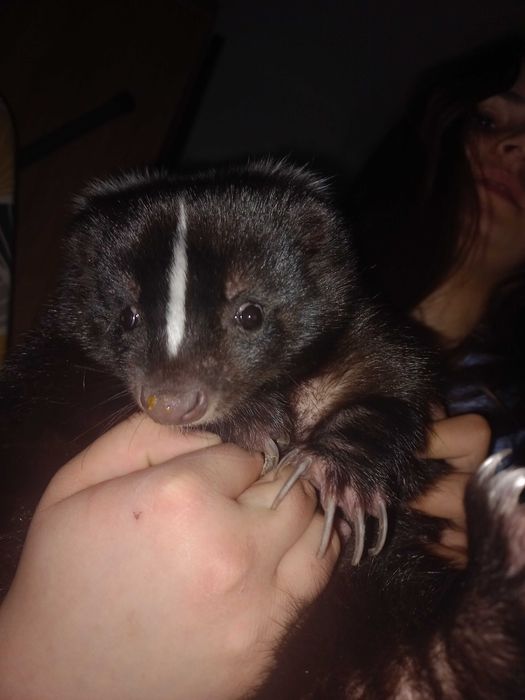 Sprzedam samice skunksa