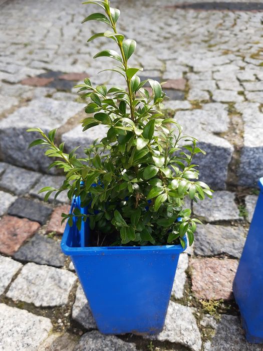 Bukszpan sadzonka ok 25-30 cm