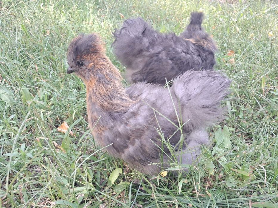 Koguty Silki, Sultan para