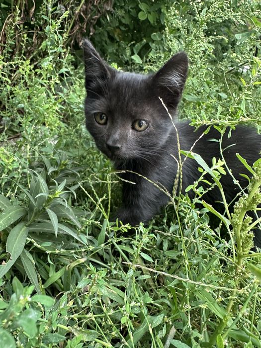 Котик, кошеня, кіт