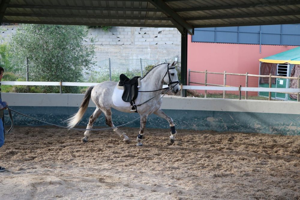 Cavalo Lusitano.