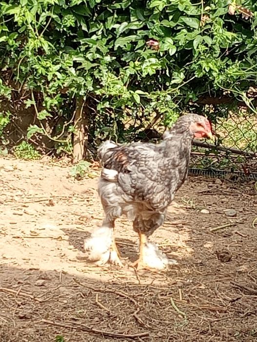 Jovem macho de raça Brahma