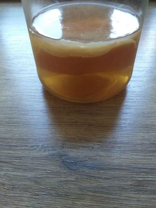 Kambucza grzybek herbaciany  .