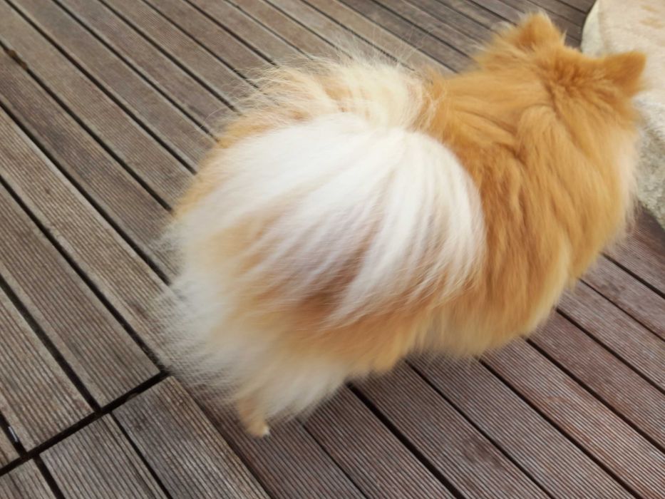 SPITZ POMERÂNIA     cachorro macho para acasalar