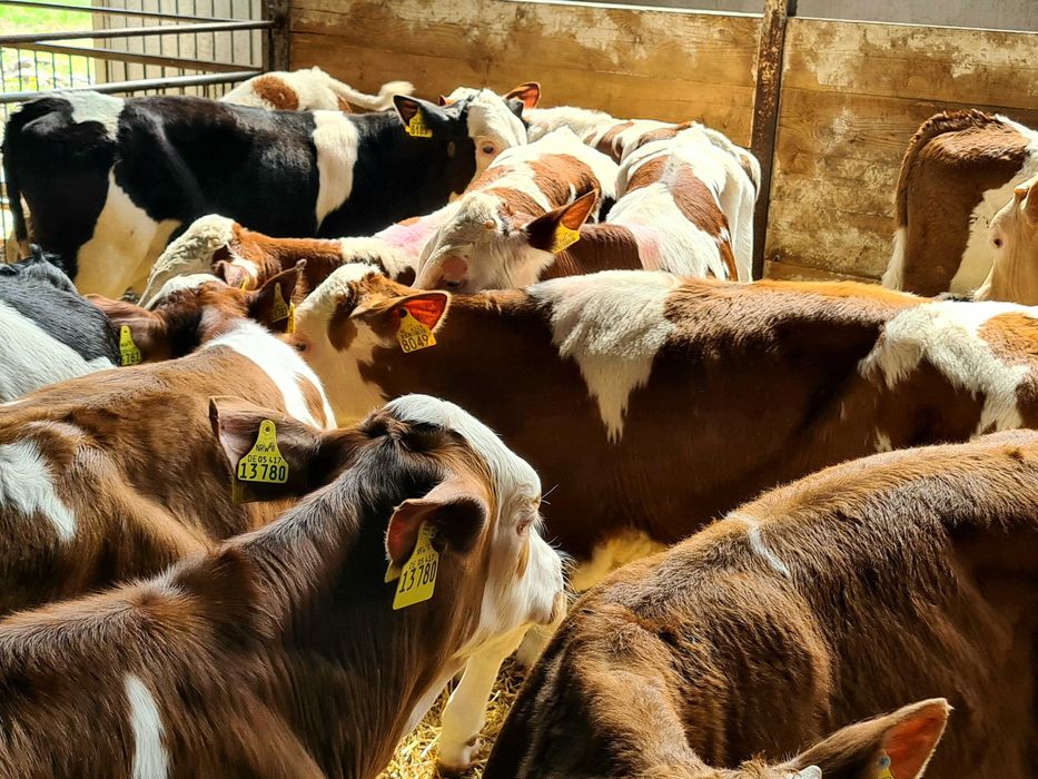 BBB Simantal 150 kg Finansowanie