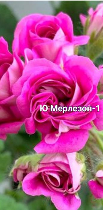 Пеларгонія сортова Мерлезон-1, Лоліта,Грація: 200 грн. - Комнатные ...