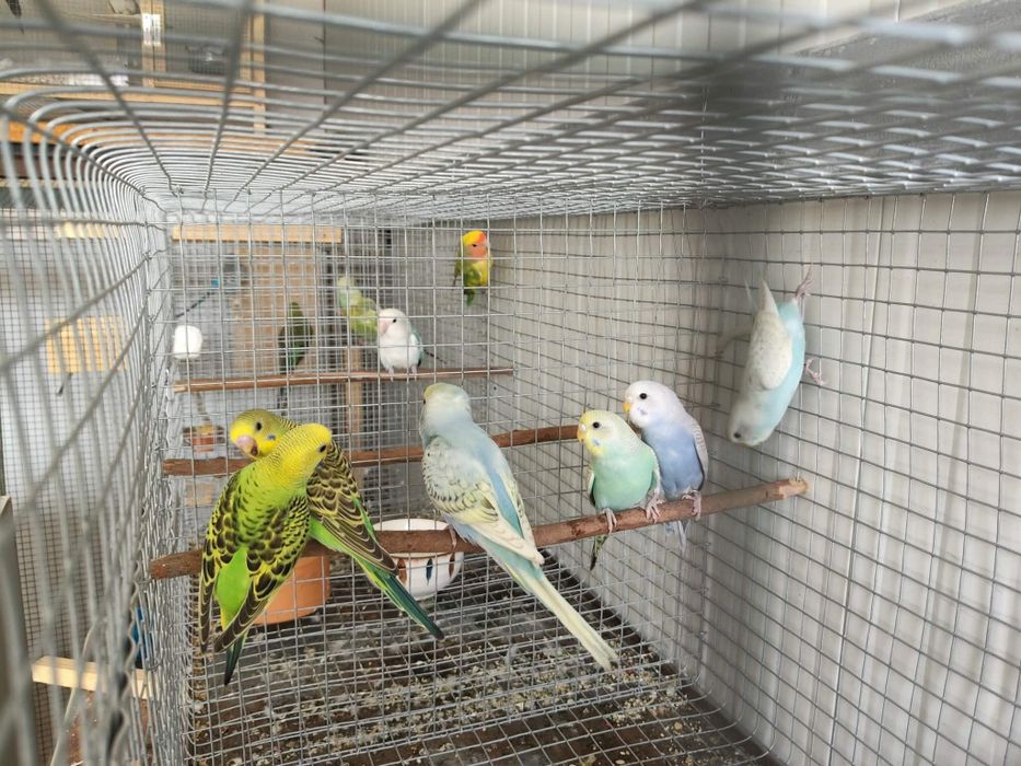 periquitos de várias mutações.BF,BW, Hogoromo, fallow.