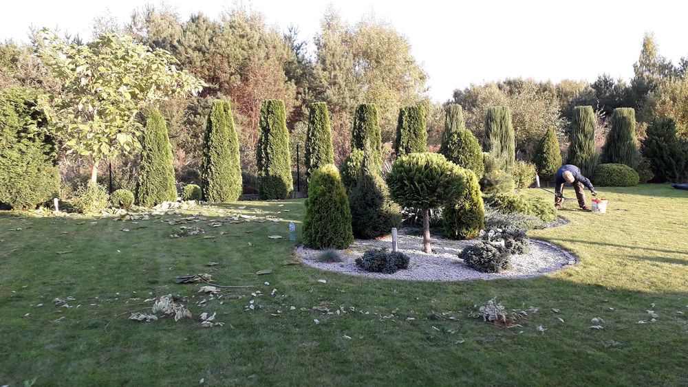 cięcie żywopłotów Formowanie krzewów ozdobnych pielęgnacja ogrodu