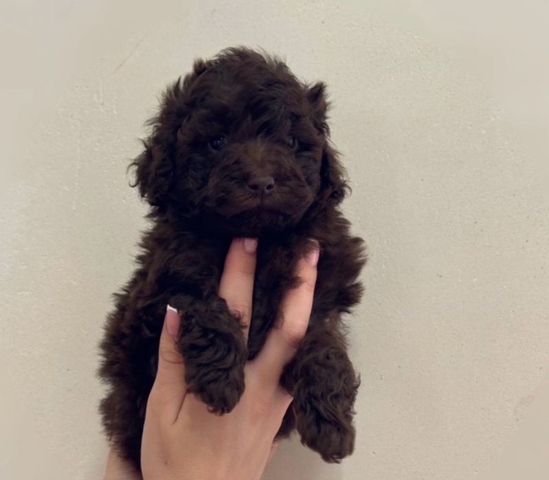 Шоколад дівчинка той пудель