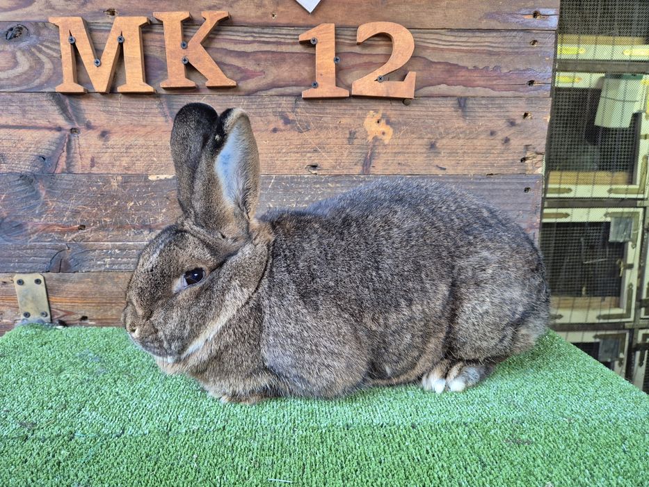 Królik Wiedeński Szary samica WS