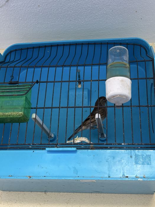 Vendo hibridos de pintassilgo