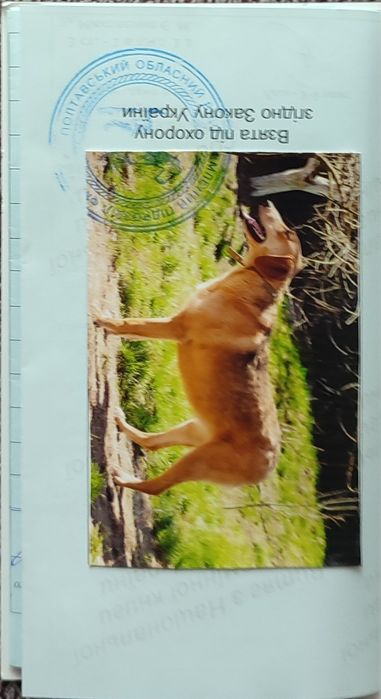 Русская гончая ,Російський гончак