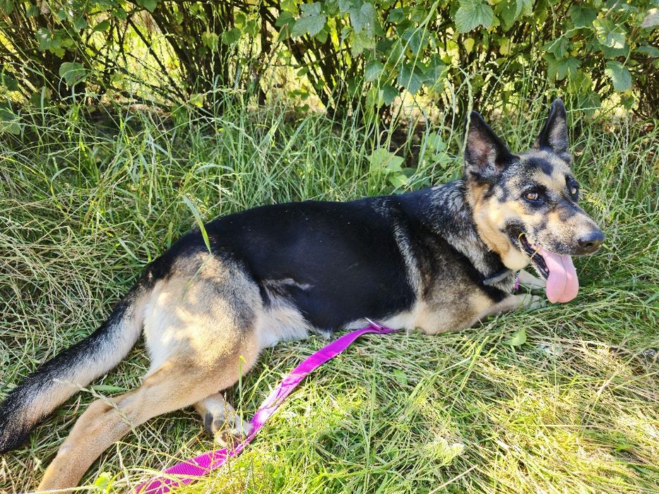 Wyjątkowa Dżina w typie owczarka