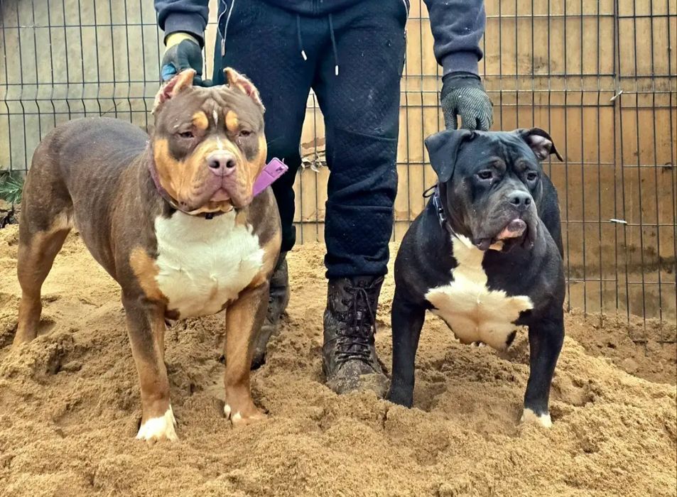 American bully XL sunia