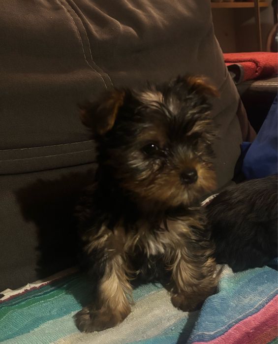 York yorki yorki york