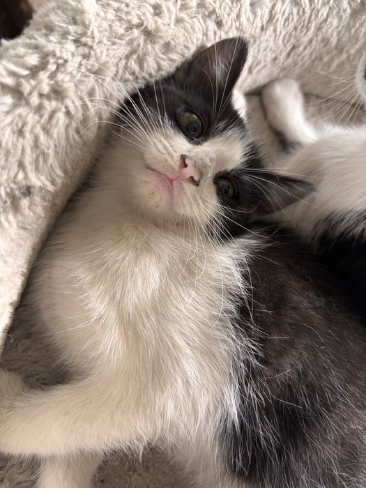 Kotki do adopcji