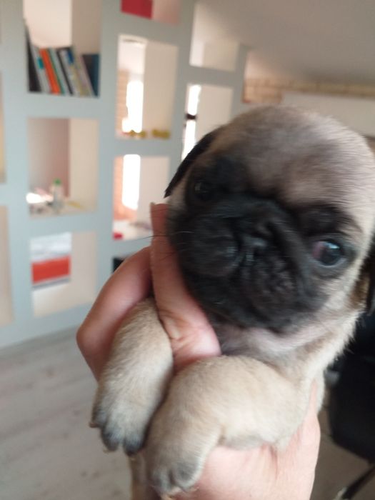 Дівчинка мопсяня та хлопчик