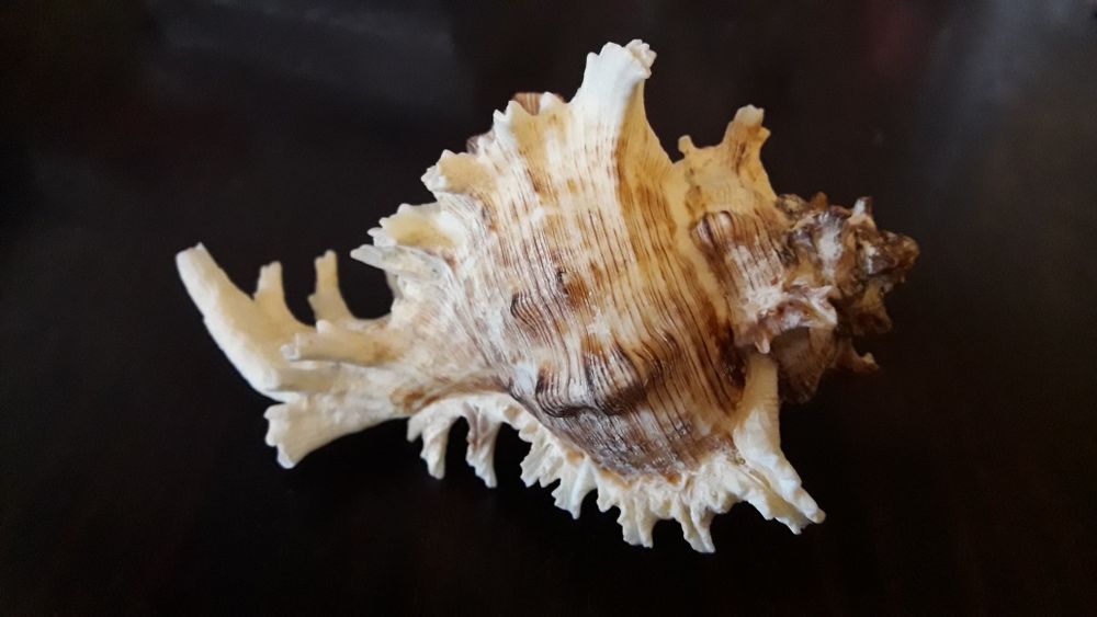 Морская ракушка Мурекс королевский