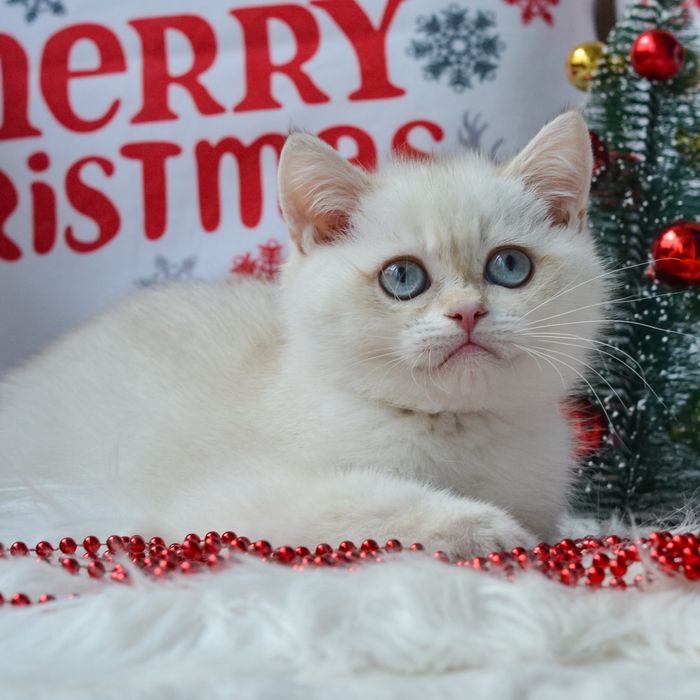 Британський котик шиншила поінт