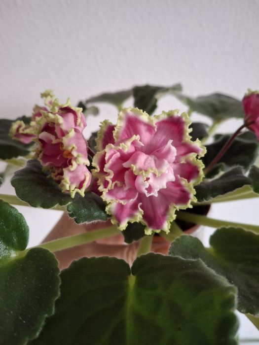 Фиалки  трейлеры