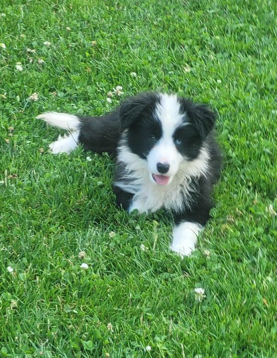 Border collie z meteyka Fci