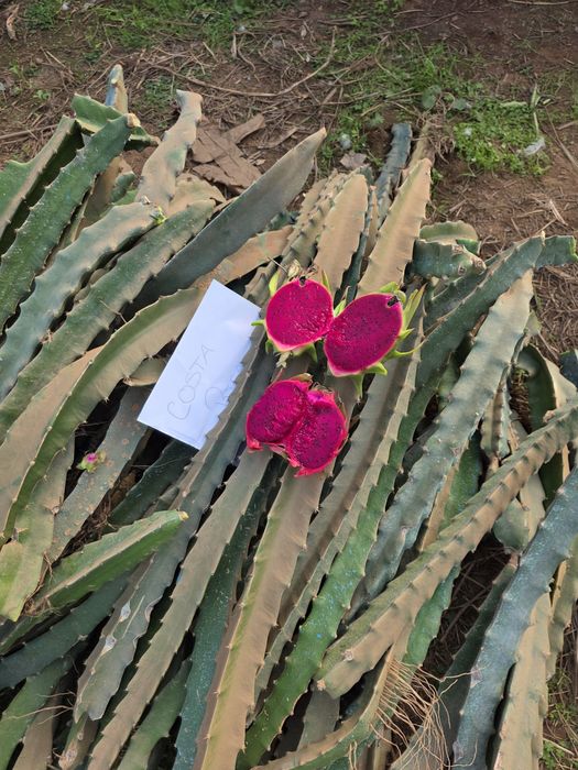 Mudas [ plantas] de Pitayas de diversas Variedades.