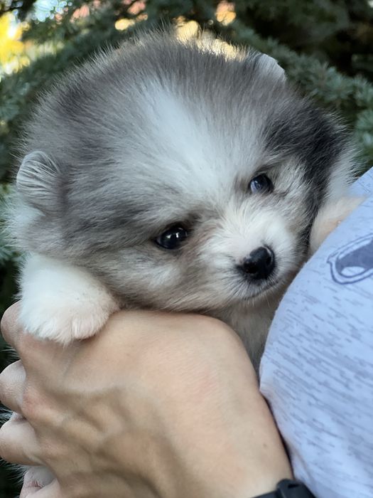 Bardzo piękny szpic pomeranian w rzadkim umaszczeniu biało-niebieski marmurek.