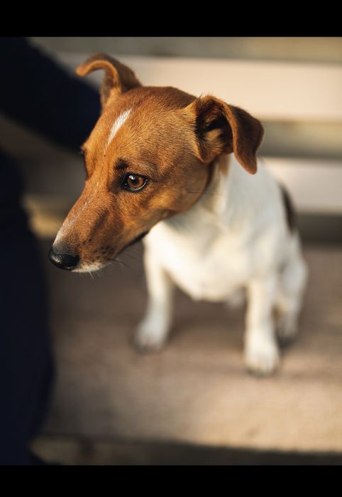 Джек. Івано- Франківськ