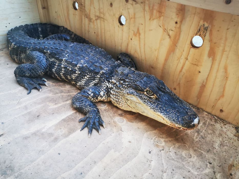 Transport koni i zwierząt egzotycznych – ZOO i hodowcy .