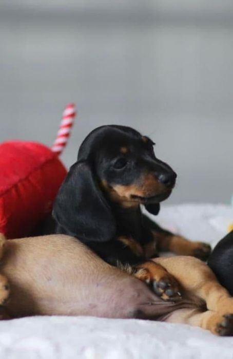 Jamnik krótkowłosy Króliczy / miniaturowy