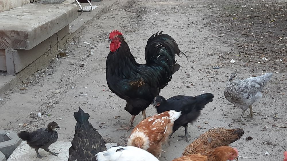 Sprzedam pantarki, koguta