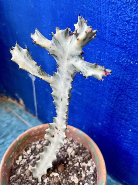 euphorbia white ghost lactea 26 cm