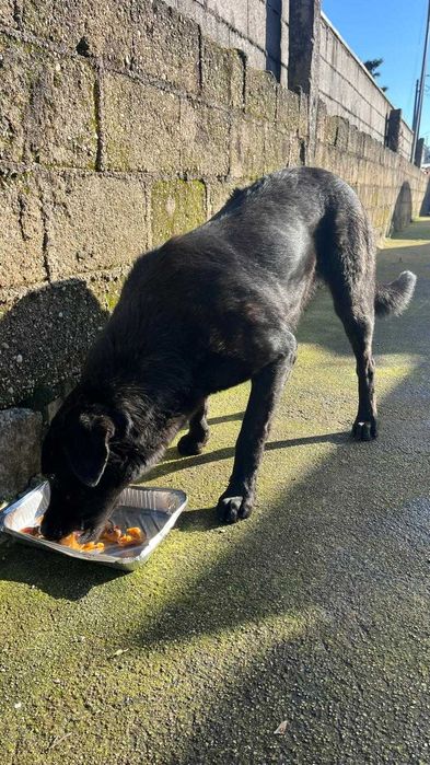 Fêmea Castro laboreiro muito dócil para adoção responsável