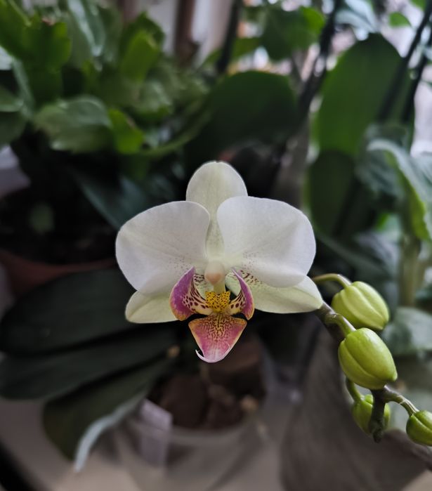 Орхідея мультіфлора